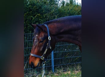 Hannoveriano, Caballo castrado, 4 años, 161 cm, Castaño oscuro