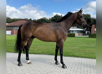 Hannoveriano, Caballo castrado, 4 años, 162 cm, Castaño