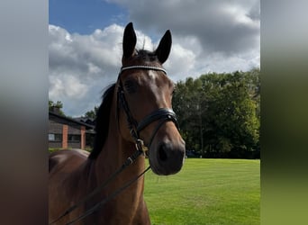 Hannoveriano, Caballo castrado, 4 años, 162 cm, Castaño