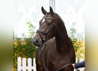 Hannoveriano, Caballo castrado, 4 años, 162 cm, Castaño