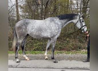 Hannoveriano, Caballo castrado, 4 años, 162 cm, Tordo