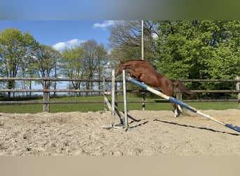 Hannoveriano, Caballo castrado, 4 años, 163 cm, Alazán