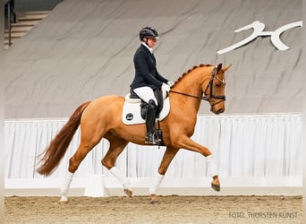 Hannoveriano, Caballo castrado, 4 años, 163 cm, Alazán-tostado