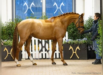 Hannoveriano, Caballo castrado, 4 años, 163 cm, Alazán-tostado