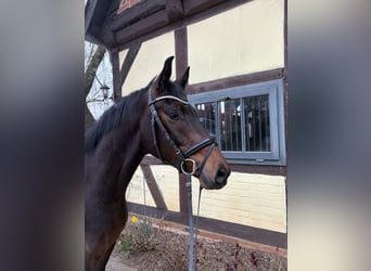 Hannoveriano, Caballo castrado, 4 años, 163 cm, Castaño