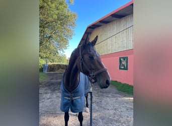 Hannoveriano, Caballo castrado, 4 años, 163 cm, Castaño