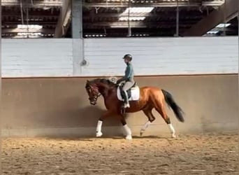 Hannoveriano, Caballo castrado, 4 años, 163 cm, Castaño