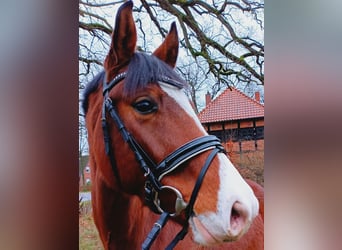 Hannoveriano, Caballo castrado, 4 años, 163 cm, Castaño