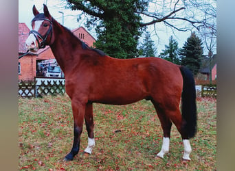 Hannoveriano, Caballo castrado, 4 años, 163 cm, Castaño