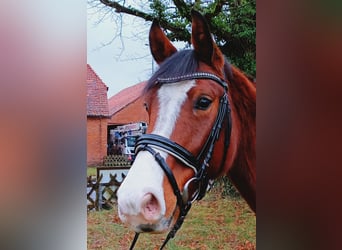 Hannoveriano, Caballo castrado, 4 años, 163 cm, Castaño