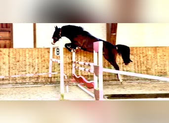 Hannoveriano, Caballo castrado, 4 años, 163 cm, Castaño