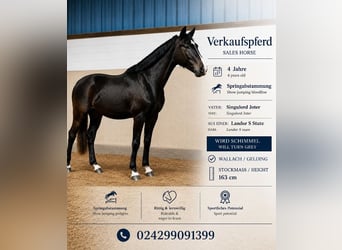 Hannoveriano, Caballo castrado, 4 años, 163 cm, Tordillo negro