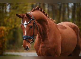 Hannoveriano, Caballo castrado, 4 años, 164 cm, Alazán