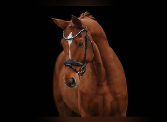 Hannoveriano, Caballo castrado, 4 años, 164 cm, Alazán