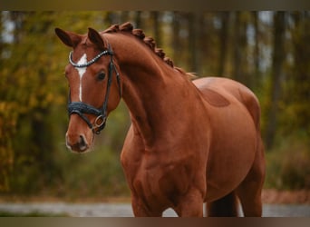 Hannoveriano, Caballo castrado, 4 años, 164 cm, Alazán