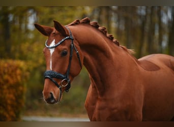 Hannoveriano, Caballo castrado, 4 años, 164 cm, Alazán