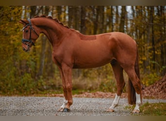 Hannoveriano, Caballo castrado, 4 años, 164 cm, Alazán