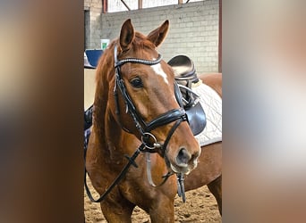 Hannoveriano, Caballo castrado, 4 años, 164 cm, Alazán-tostado