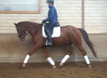 Hannoveriano, Caballo castrado, 4 años, 164 cm, Alazán-tostado