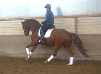 Hannoveriano, Caballo castrado, 4 años, 164 cm, Alazán-tostado