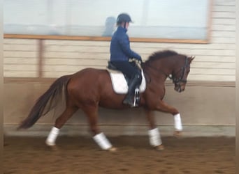 Hannoveriano, Caballo castrado, 4 años, 164 cm, Alazán-tostado