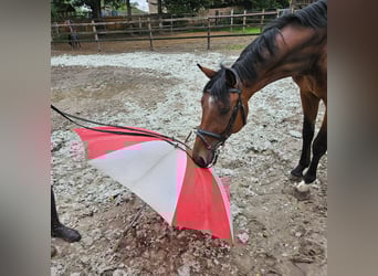 Hannoveriano, Caballo castrado, 4 años, 164 cm, Castaño