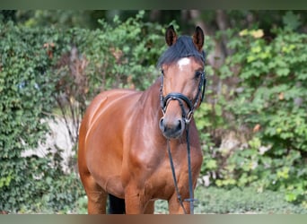 Hannoveriano, Caballo castrado, 4 años, 164 cm, Castaño