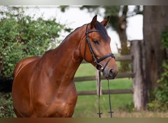 Hannoveriano, Caballo castrado, 4 años, 164 cm, Castaño