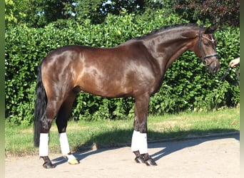 Hannoveriano, Caballo castrado, 4 años, 164 cm, Castaño