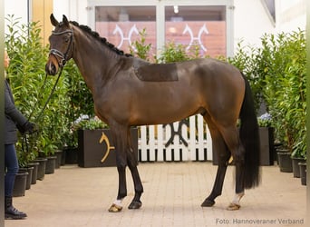 Hannoveriano, Caballo castrado, 4 años, 164 cm, Castaño