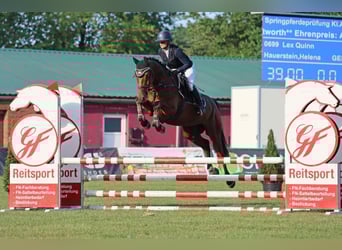Hannoveriano, Caballo castrado, 4 años, 164 cm, Castaño