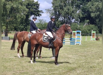 Hannoveriano, Caballo castrado, 4 años, 164 cm, Castaño