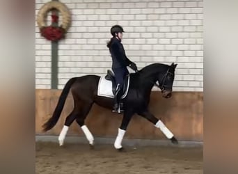 Hannoveriano, Caballo castrado, 4 años, 164 cm, Castaño oscuro