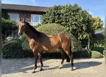 Hannoveriano, Caballo castrado, 4 años, 164 cm, Castaño oscuro