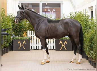 Hannoveriano, Caballo castrado, 4 años, 164 cm, Morcillo