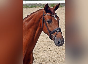 Hannoveriano, Caballo castrado, 4 años, 165 cm, Alazán