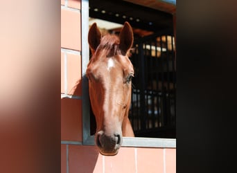 Hannoveriano, Caballo castrado, 4 años, 165 cm, Alazán