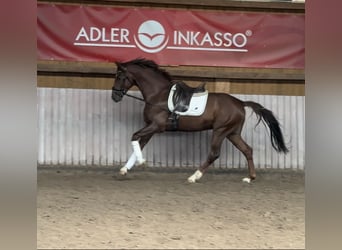 Hannoveriano, Caballo castrado, 4 años, 165 cm, Alazán