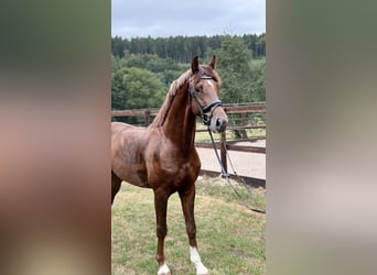 Hannoveriano, Caballo castrado, 4 años, 165 cm, Alazán