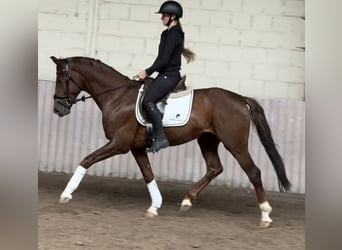 Hannoveriano, Caballo castrado, 4 años, 165 cm, Alazán