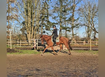 Hannoveriano, Caballo castrado, 4 años, 165 cm, Alazán