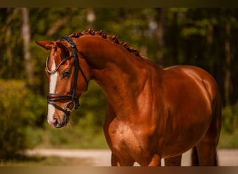 Hannoveriano, Caballo castrado, 4 años, 165 cm, Alazán