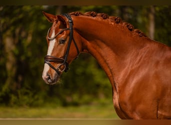 Hannoveriano, Caballo castrado, 4 años, 165 cm, Alazán