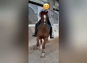 Hannoveriano, Caballo castrado, 4 años, 165 cm, Alazán