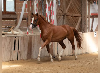 Hannoveriano, Caballo castrado, 4 años, 165 cm, Alazán
