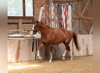 Hannoveriano, Caballo castrado, 4 años, 165 cm, Alazán