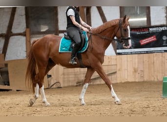 Hannoveriano, Caballo castrado, 4 años, 165 cm, Alazán