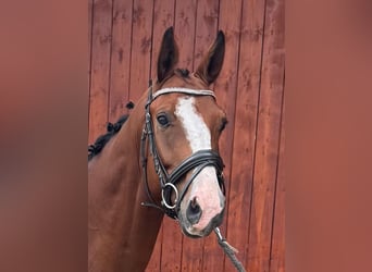 Hannoveriano, Caballo castrado, 4 años, 165 cm, Castaño
