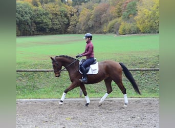 Hannoveriano, Caballo castrado, 4 años, 165 cm, Castaño