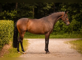 Hannoveriano, Caballo castrado, 4 años, 165 cm, Castaño oscuro